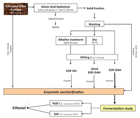 Schematic representation of biomass pretreatment, enzymatic hydrolysis... | Download Scientific ...