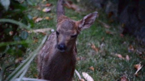 Baby deer calling for mom to come back, while waiting in garden playpen. - YouTube