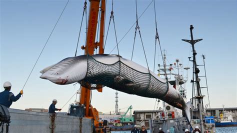 Japan to withdraw from IWC to resume commercial whaling: sources