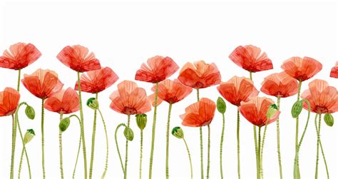 Digital Clipart Watercolor Poppies Flower Clipart | Etsy