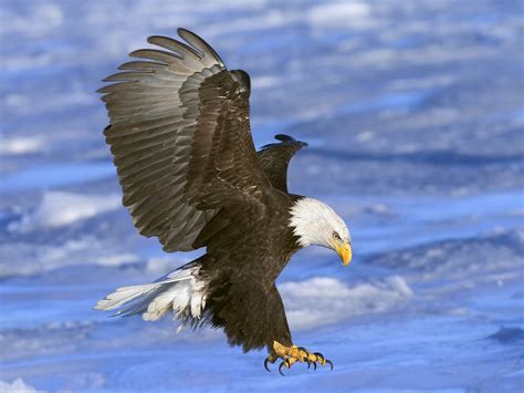 Bald Eagle Wallpaper Screensavers - WallpaperSafari