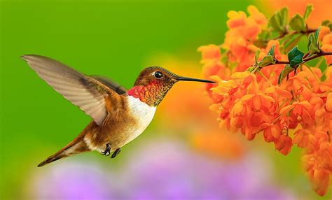 Discover 142+ hummingbird wallpaper hd best - noithatsi.vn