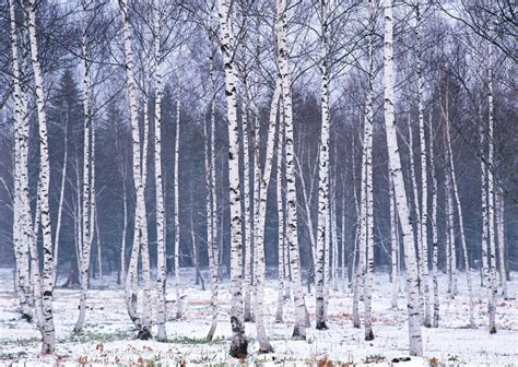 Winter Trees Wallpapers - Wallpaper Cave