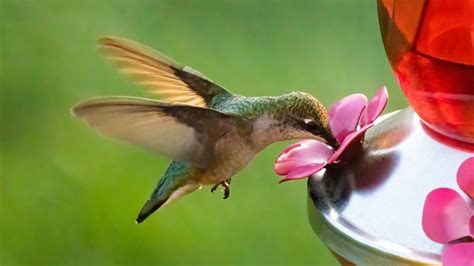 How to Make Hummingbird Food Safely and Responsibly | HowStuffWorks