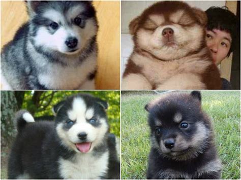 MOTEL LOVES: Chusky pups! | MOTEL LOVES | Pinterest | Motel, Pup and Doggies