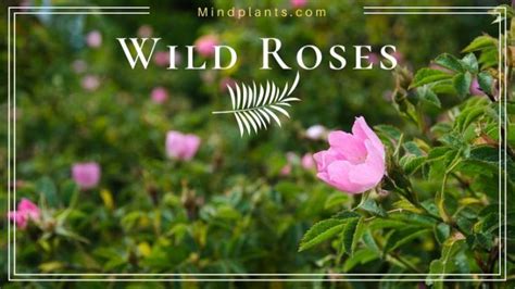 Types of Wild Roses and Identification of the Plant