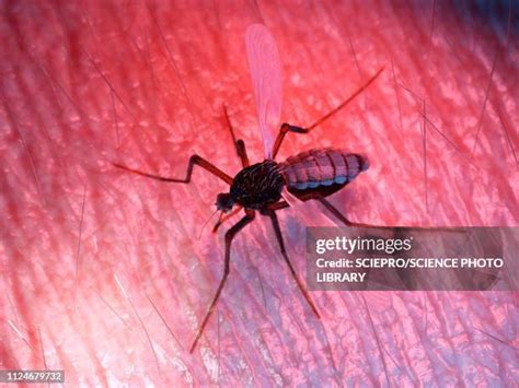 57 Asian Tiger Mosquito Bite Stock Photos, High-Res Pictures, and ...