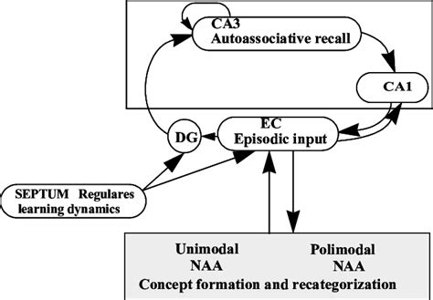 Memory system involved in the consolidation process | Download ...