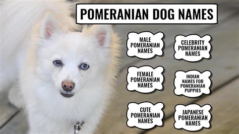 Toy Pomeranian Breeders In India | Wow Blog