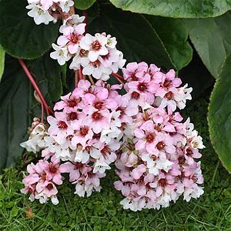Bergenia or Elephants Ear Plants - Varieties, Care and Plants for sale