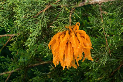 Cedar Apple rust on tree | High-Quality Nature Stock Photos ~ Creative Market