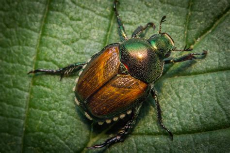 Knowing All About Japanese Beetles: Identification and Prevention