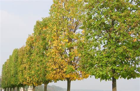 Autumn trees's row Free Photo Download | FreeImages