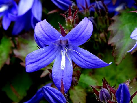 Blue Lilac Flower Free Stock Photo - Public Domain Pictures