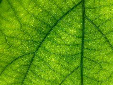 Free Images : sunlight, leaf, flower, pattern, green, botany, circle, macro photography, plant ...