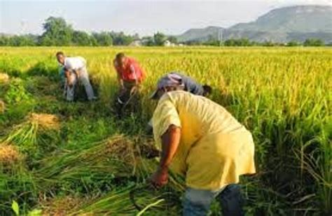 Rice Plantation - StocksWatch