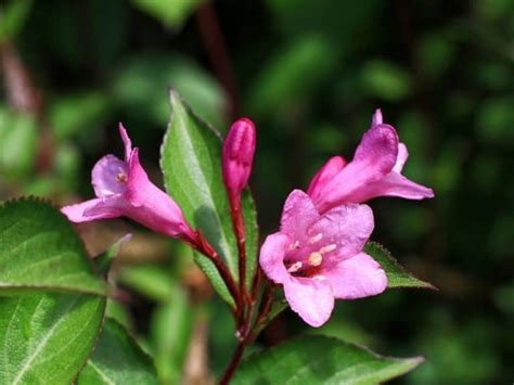 Pink Flowering Shrubs For Any Garden