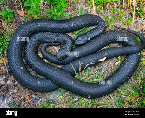 Tasmanian Tiger Snake Notechis scutatus,one of the most venomous snakes on earth Stock Photo - Alamy