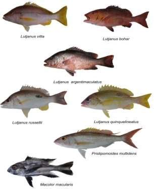 Molecularly identified Species of Family Lutjanidae collected from... | Download Scientific Diagram