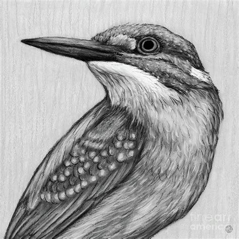 Common Kingfisher. Black and White Drawing by Amy E Fraser - Fine Art America