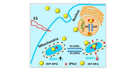 Living-Cell Imaging of Mitochondrial Membrane Potential Oscillation and Phenylalanine Metabolism ...