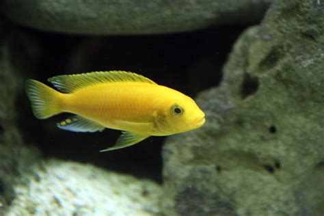 Yellow Cichlid Free Stock Photo - Public Domain Pictures