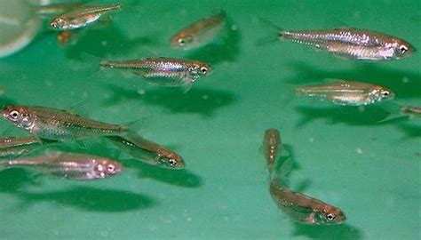 How to Salt Minnows | Sciencing