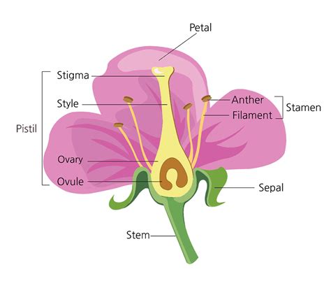 Sexual Reproduction in Flowering Plants [NEET] Notes | EduRev