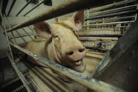 Customary Cruelty in the Farm Industry: When Animal Abuse is Legal ...