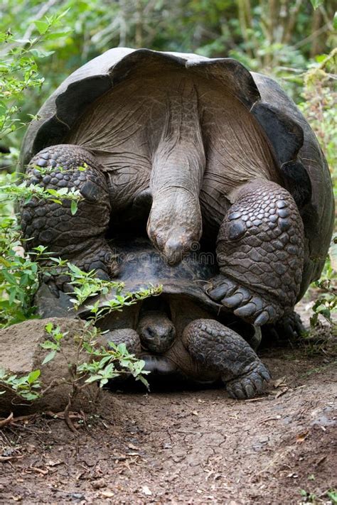 Two Giant Turtles Making Love. the Galapagos Islands. Pacific Ocean ...