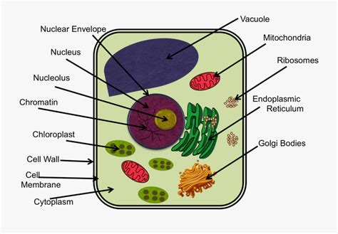 Chromatin Drawing Microvilli - Animal Cell Diagram Ixl , Free Transparent Clipart - ClipartKey