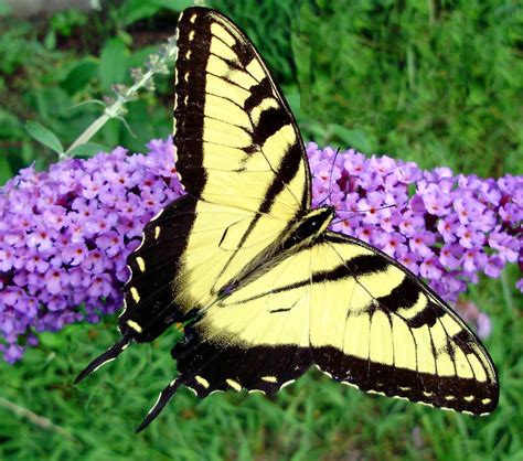 Butterfly Identification 101 - Save Our Monarchs