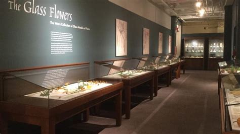 The Glass Flowers | Harvard Museum of Natural History