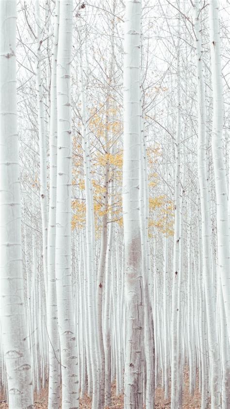 white, trees, forest, 4k (vertical) | White tree, Wallpaper, Tree forest