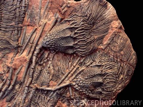 Crinoid fossils. Rock containing crinoid (or sea lily) fossils. These are Scyphocrinus elegans ...