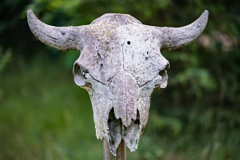 Drought at Missouri River Exposes Ancient, Possibly Extinct, Bison - Newsweek