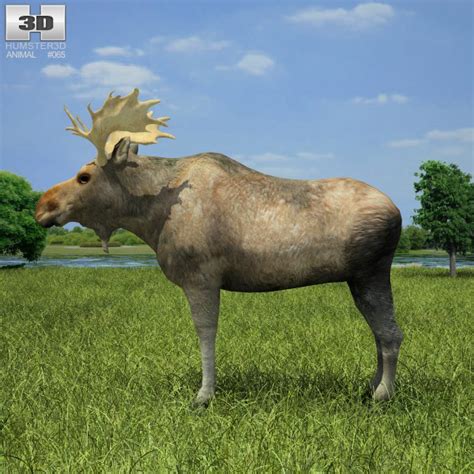 Moose Low Poly 3D model - Download Mammals on 3DModels.org