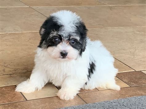 Havanese Puppies For Sale & Breeders in Cincinnati Ohio & Indiana ...