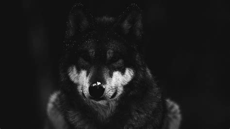 Cool Black Wolf Wallpapers on WallpaperDog