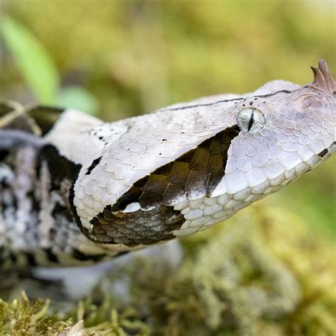 Gaboon Viper Bite Wound