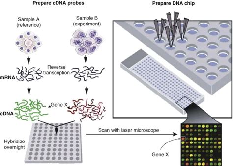 DNA Microarray Technology: Principles, Instrumentation, Types ...