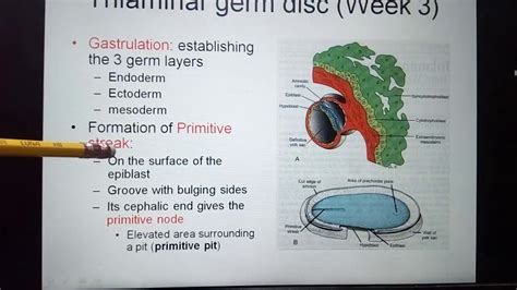 Gastrulation & Formation of primitive streak - YouTube