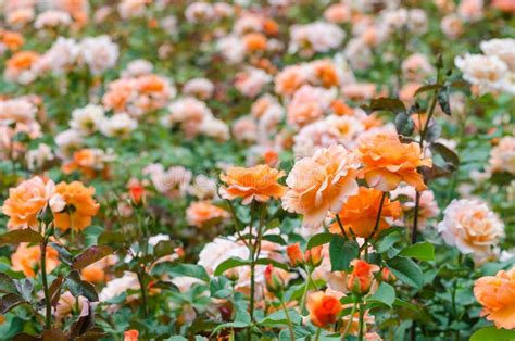 Orange Roses Garden stock photo. Image of beautiful, botany - 32177002