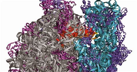 Ciencias de Joseleg: Introducción a los ribosomas de la célula procariota, anatomía.