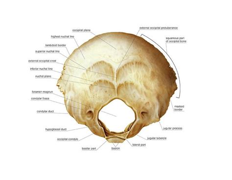 Occipital Bone: Foramen magnum; Occipital condyles, Jugular foramen ...