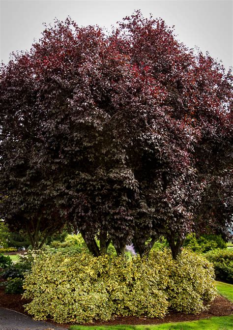 Thundercloud Purple Leaf Plum Trees For Sale | The Tree Center™