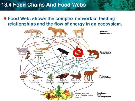 PPT - KEY CONCEPT Food chains and food webs model the flow of energy in an ecosystem. PowerPoint ...