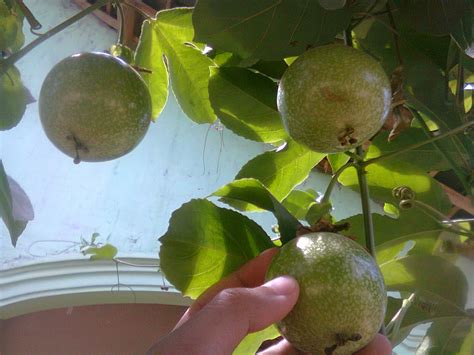 Cara Budidaya MARKISA Secara Generatif semoga Berbuah Lebat (di Kebun dan Halaman Rumah) - Rumah ...