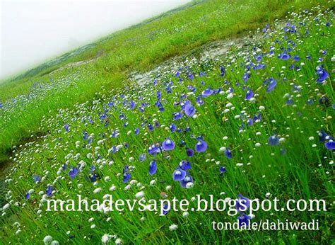 Kas Pathar Nature By Mahadev Sapte : satara kas pathar kas plateau ...