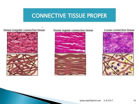 Dense Fibrous Connective Tissue Diagram